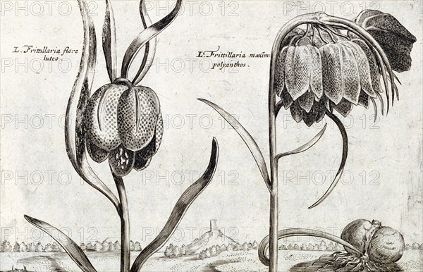Frittillaria, from Jardin de Fleurs, by Crispijn van de Passe. Utrecht, Holland, 1615