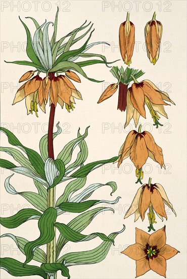 Crown Imperial, by EugÞne Samuel Grasset. London, England, 1897