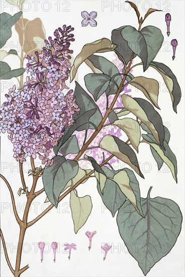 Lilac, by EugÞne Samuel Grasset. London, England, 19th century