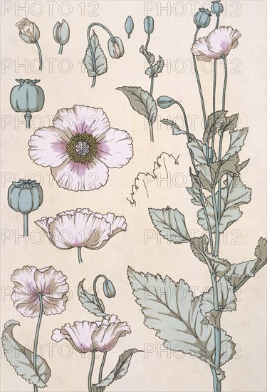 Poppy, by Eugene Grasset. London, England, 1897