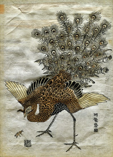 A Peacock and a Mole Cricket, by Isoda Koryusai. Japan, 18th century