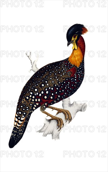 Himalayan Pheasant, by Elizabeth Gould. England, 19th century