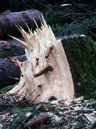 Tronc d'arbre anthropomorphe