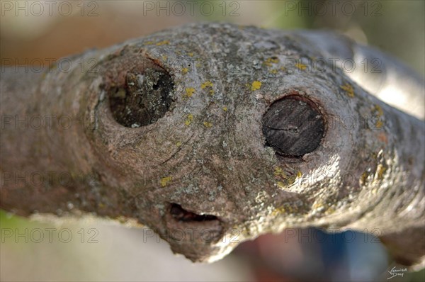Noeud d'une branche d'arbre ressemblant à E.T.
