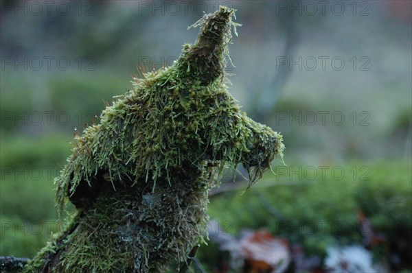 Tronc d'arbre recouvert de mousse ayant pris la forme d'un chien