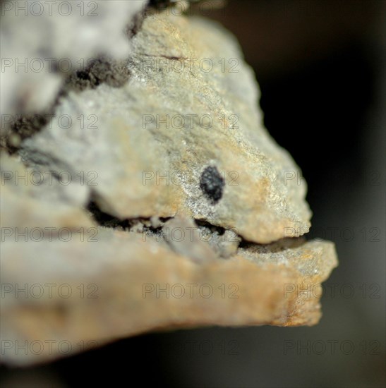 Détail d'une pierre zoomorphe