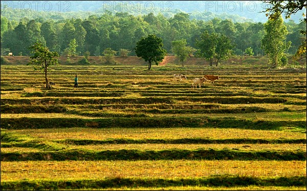 Thailand, Rice paddy
