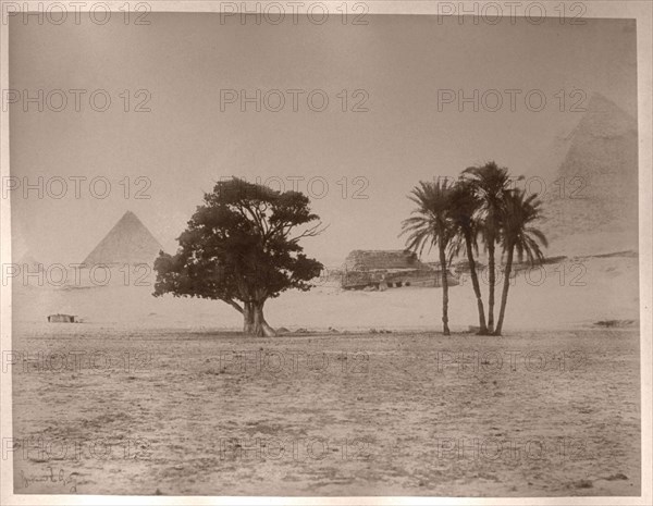 Le Gray Gustave, Egypte, Pyramide, gommiers et palmiers Doum