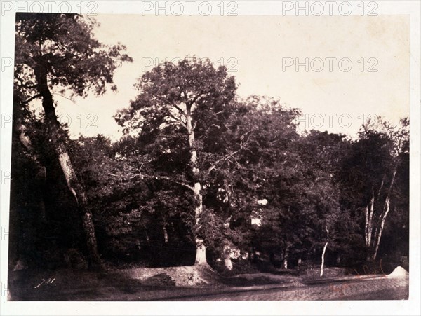 Le Gray Gustave, Beautiful tree at the edge of Fontainebleau forest