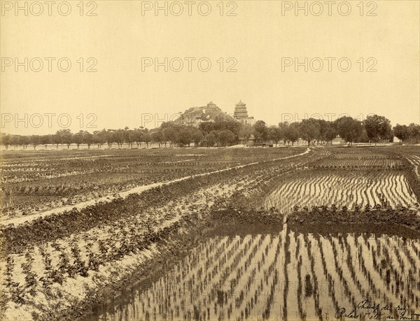 Rizière et le Palais d'été de Pékin à l'arrière-plan (Chine)