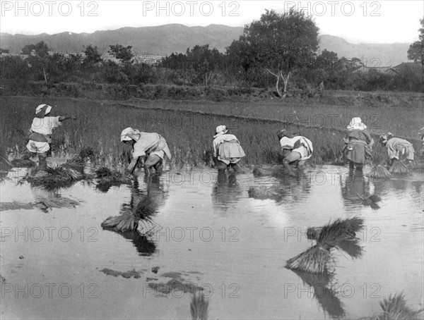 Chine, plantation du riz à Mougtzi