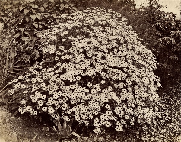 Atget, Buisson en fleurs