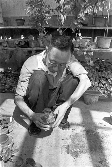 Pu Yi in a plant garden in Beijing, September 1961