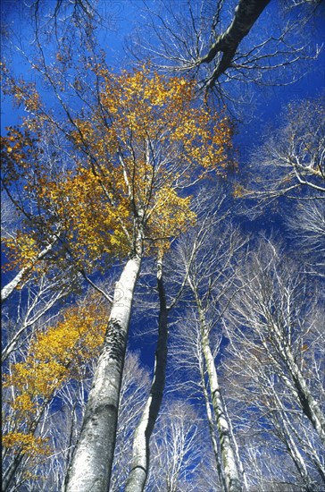 Autumn colours in the forests of The Marches, Italy