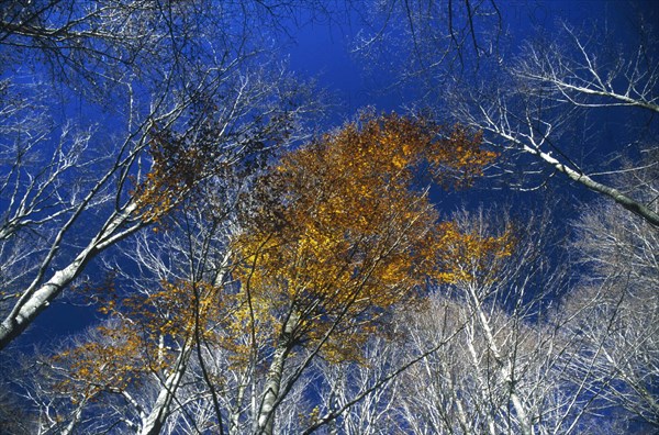 Couleurs d'automne dans les forêts des Marches, Italie