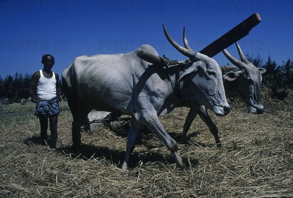 Paysan labourant un champ, sud du Karnataka, Inde