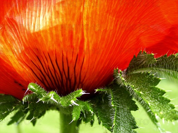 Papaver orientale 'Alegro'