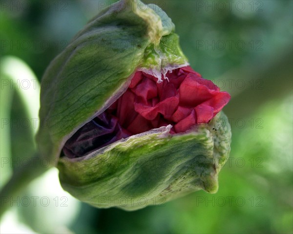 Pavot (papaver)