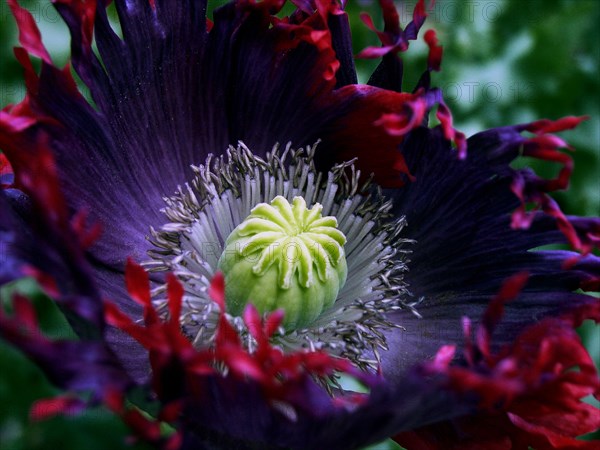 Pavot à opium (Papaver somniferum)