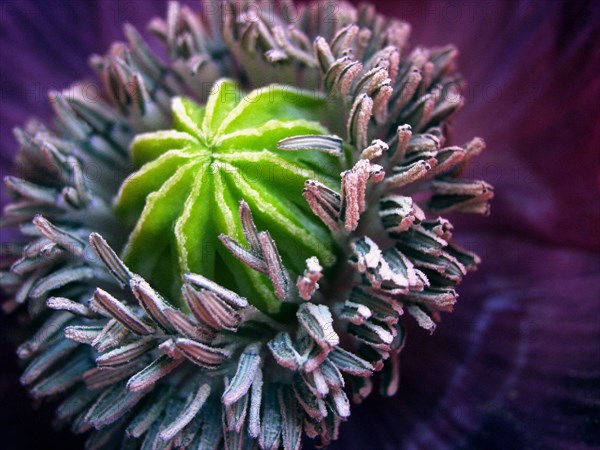 Pavot à opium (Papaver somniferum)