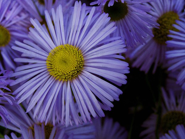 Aster novi-belgii 'Professor Anton Kippenberg'