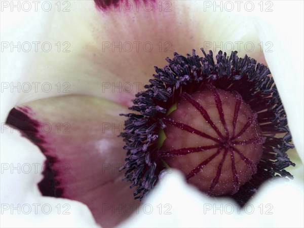 Oriental poppy (Papaver orientale) 'Cedric Morris'