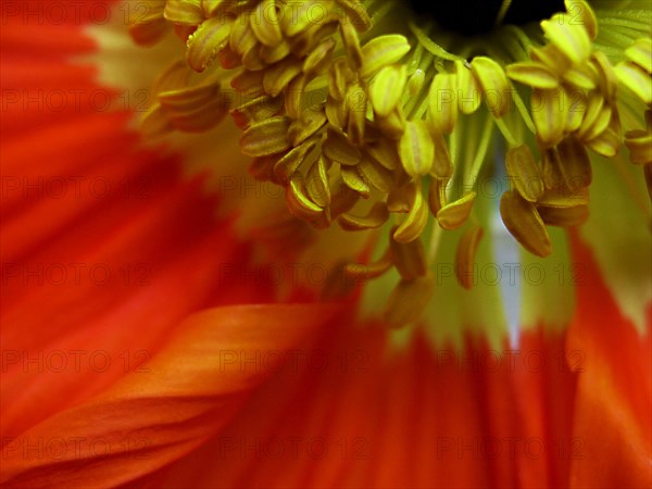 Iceland poppy (Papaver croceum)