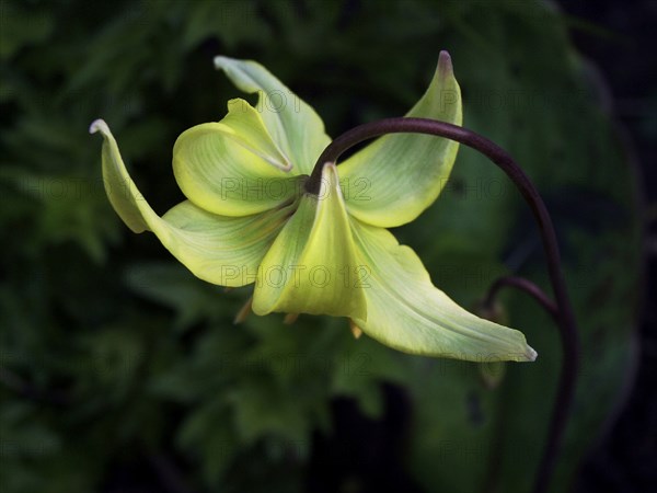 Erythrone d'Amérique (Erythronium americanum)