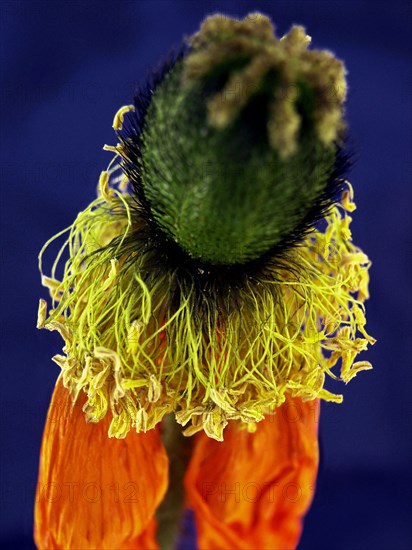 Pavot d'Islande (Papaver nudicaule)