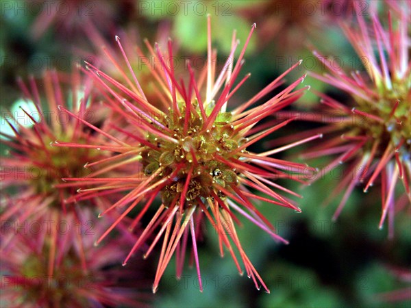 Lampourde microphylla (Acaena microphylla)