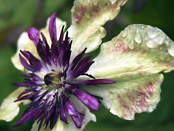 Clematis ''Sieboldii' (Clematis florida var. Sieboldii)