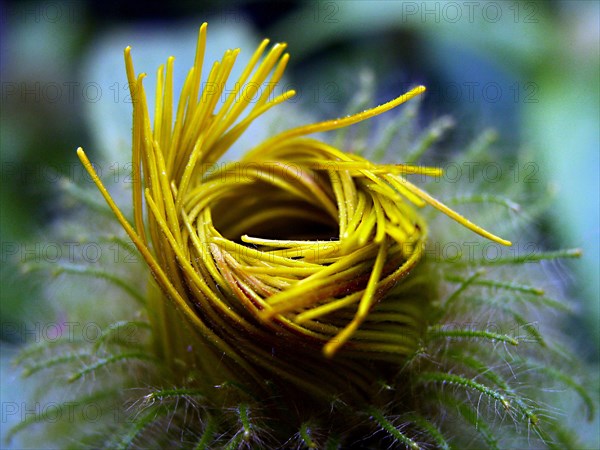 Enula (Inula hookeri)