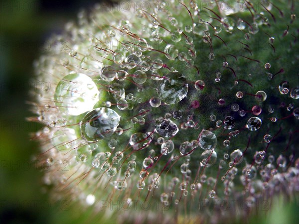 Pavot (Papaver)