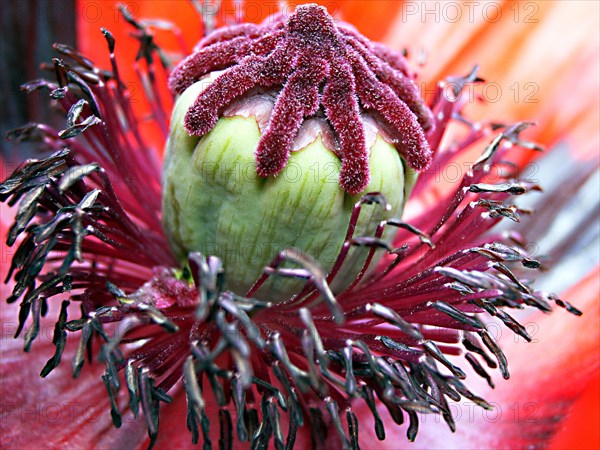 Pavot (Papaver)