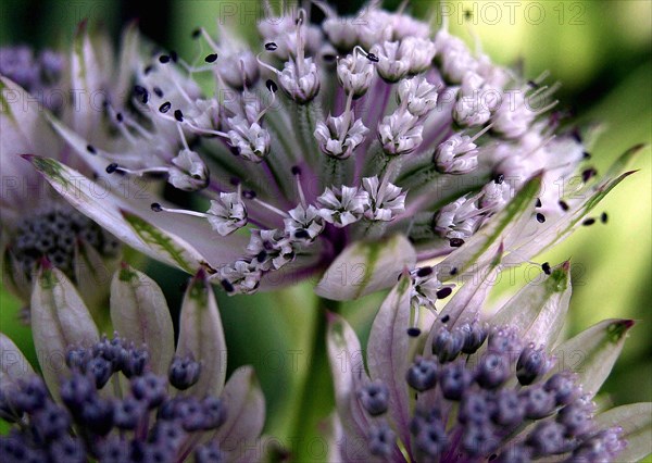 Astrance (Astrantia major)