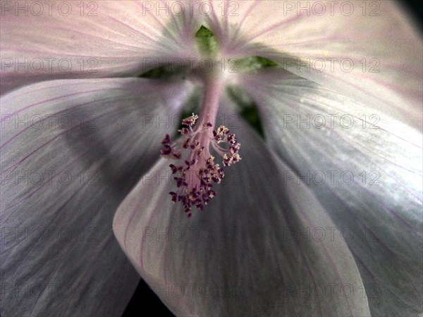 Mauve de la Prairie (Sidalcea)