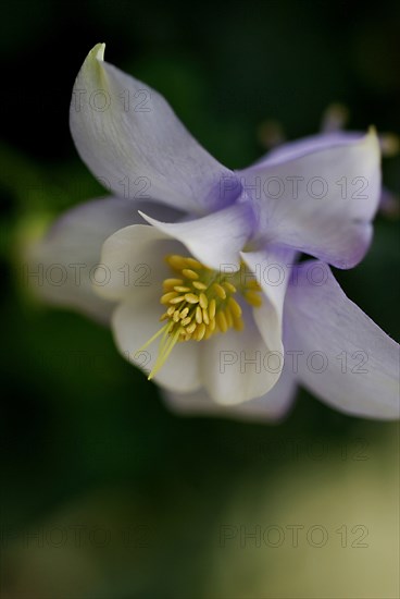 Ancolie (Aquilegia)