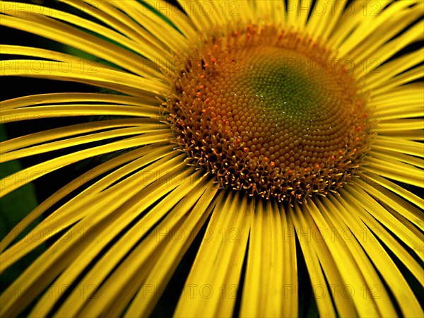 Enula (Inula hookeri)