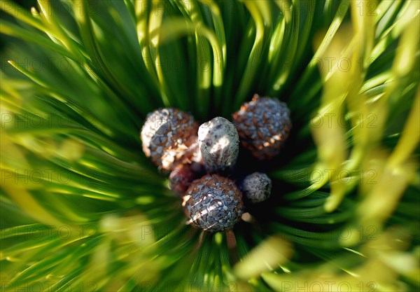 Pin de montagne (Pinus mugo)