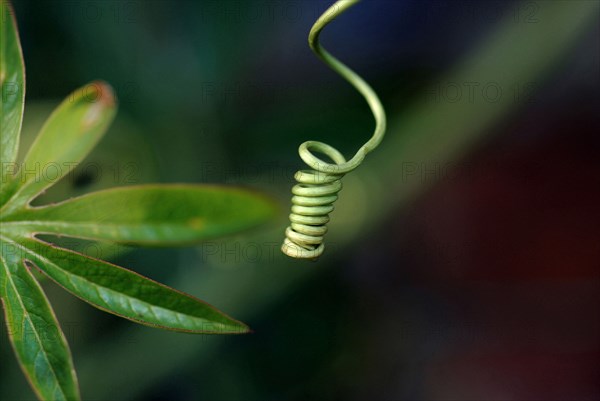 Passiflore (Passiflora caerulea)