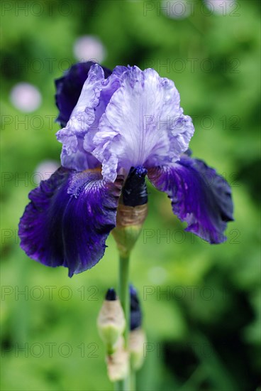 Iris bleu