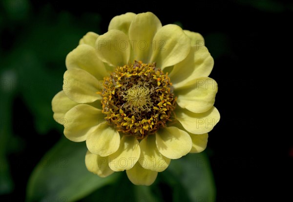 Zinnia (Zinnia)