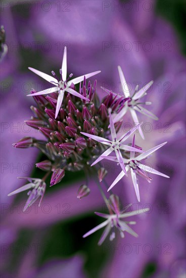 Garlic (Allium cristophii)