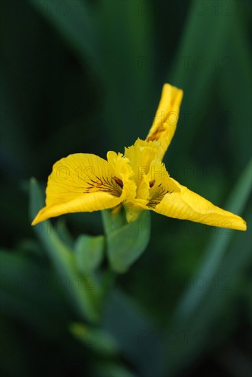 Yellow Flag Iris (Iris pseudacorus)