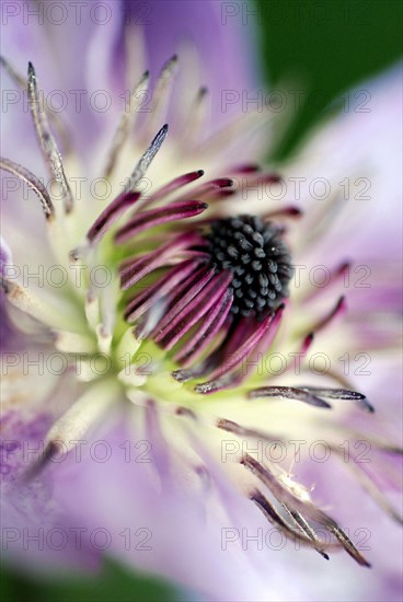 Clématite (Clematis)