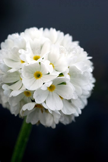 Primevère dentée 'Alba' (Primula denticulata var. Alba)