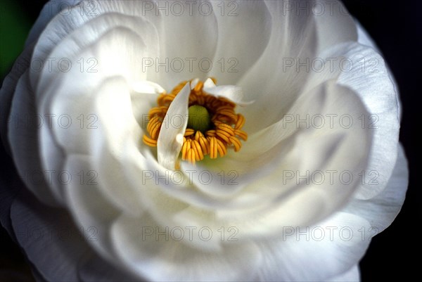 Flower (macro)