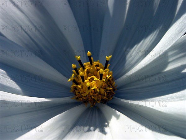 Marguerite (Leucanthemum)