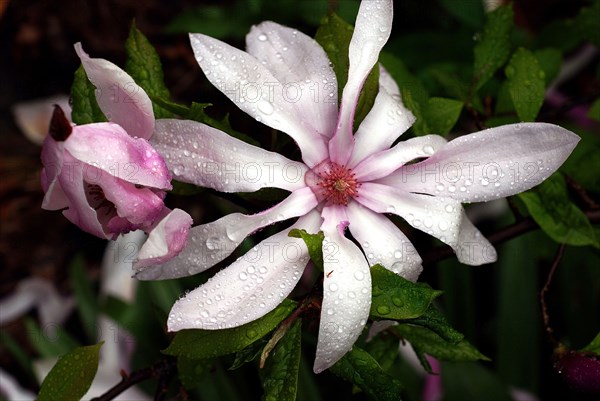 Magnolia 'Betty'