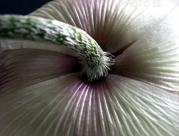 Anémone du Japon (Anemone japonica)